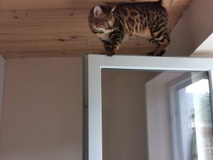 RACE CHAT BENGAL COTES D'ARMOR