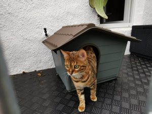RACE CHAT BENGAL COTES D'ARMOR