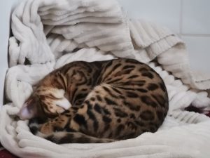 RACE CHAT BENGAL COTES D'ARMOR