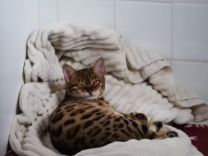 RACE CHAT BENGAL COTES D'ARMOR