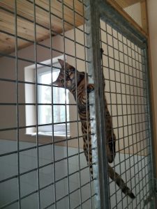 RACE CHAT BENGAL COTES D'ARMOR