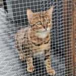 RACE CHAT BENGAL COTES D'ARMOR