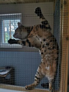 RACE CHAT BENGAL COTES D'ARMOR
