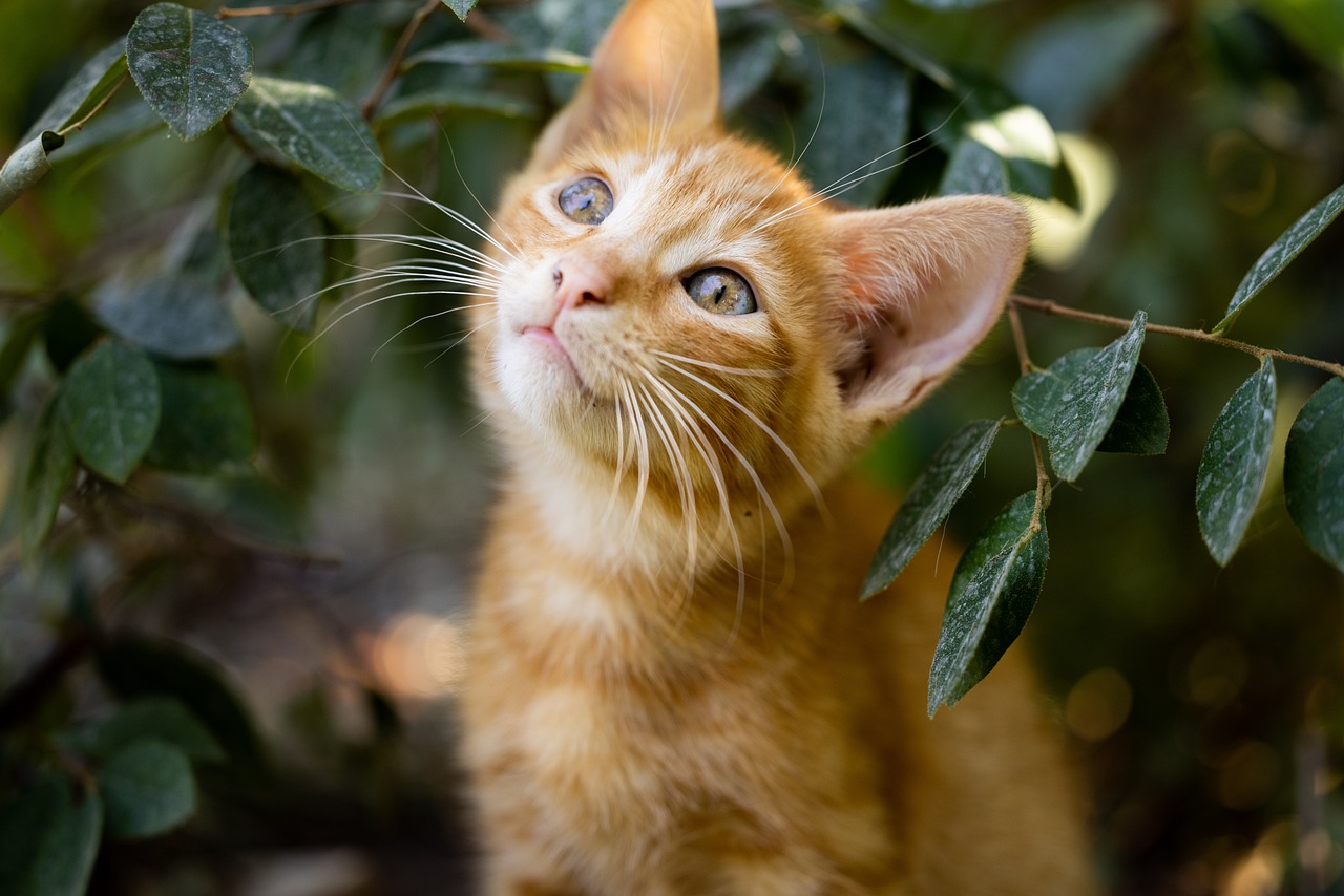 chaton roux en extérieur garde de chat bretagne cotes d armor