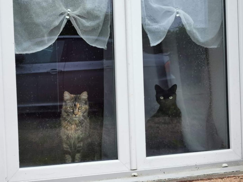 visites à domicile pour chat pension féline bretagne centre côtes d'armor Morbihan