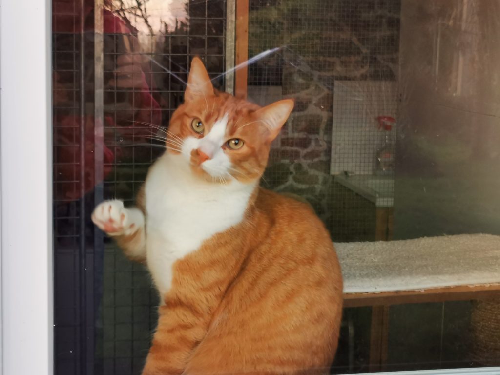 chat et roux et blanc dans boxe pension féline bretagne centre