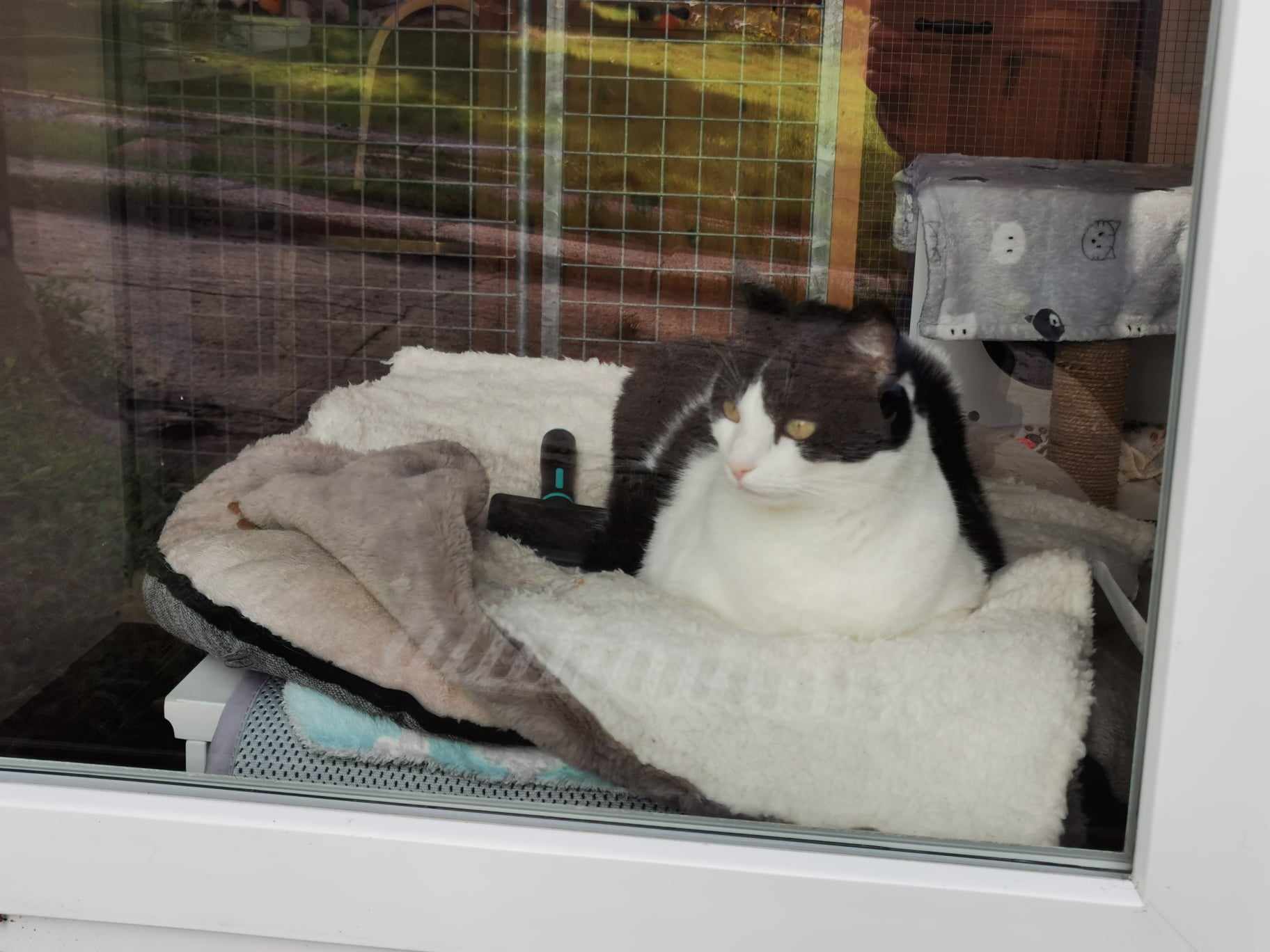 chat noir et blanc pension féline bretagne côtes d'armor