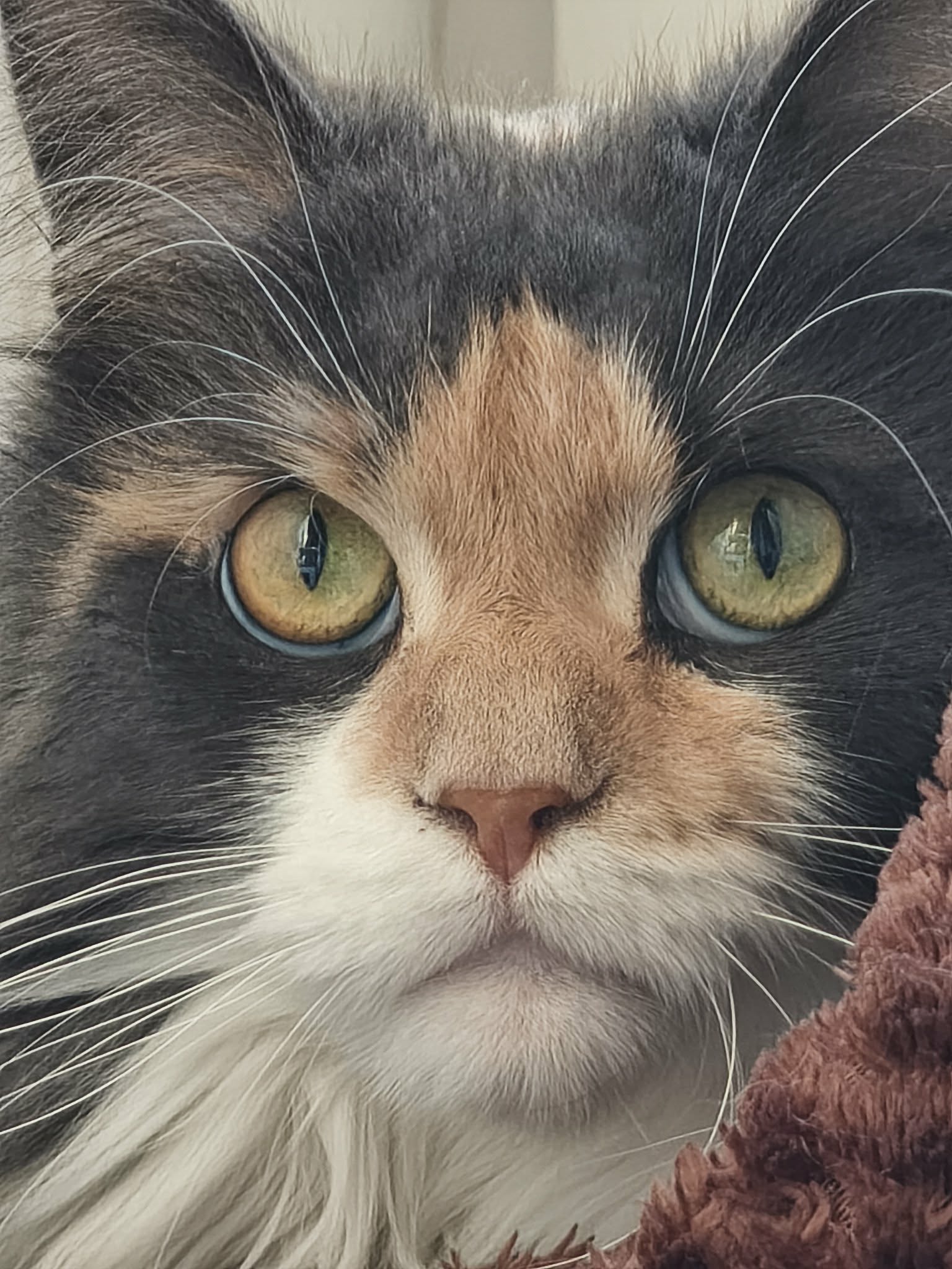 chatte mainecoon tricolore